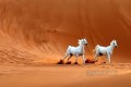 dos caballos blancos en el desierto